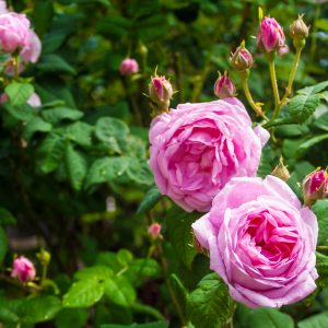 Damask Rose Bud