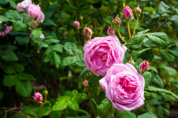 Damask Rose Bud