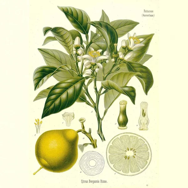 Bergamot Essential Oil - Clear 10ml - Image 3