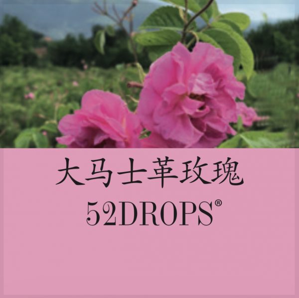 Damask Rose Essential Oil 5ml - Image 3