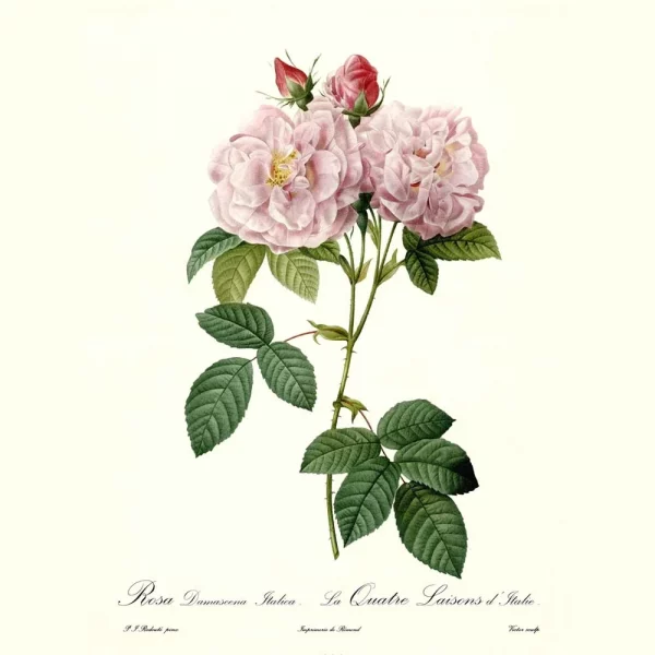 Damask Rose Essential Oil 5ml - Image 2
