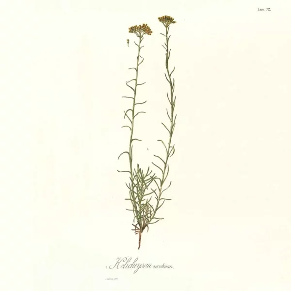 Immortelle Essential Oil 5 ml - Image 3