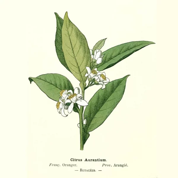 Neroli Essential Oil 5ml - Image 2