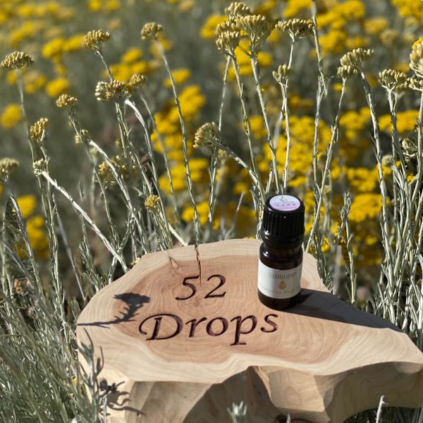 Immortelle Essential Oil 5 ml - Image 2