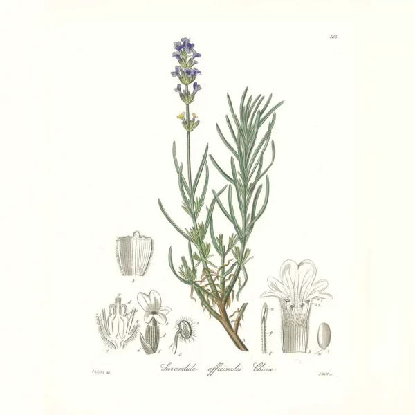 Wild True Lavender Essential Oil 10ml - Image 2