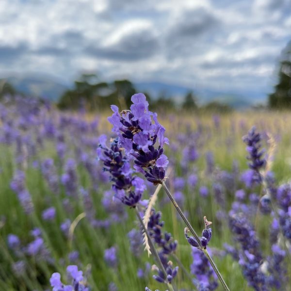 Wild True Lavender Essential Oil 10ml - Image 3