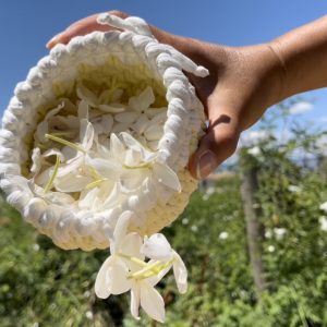 Jasmin de Grasse Bud